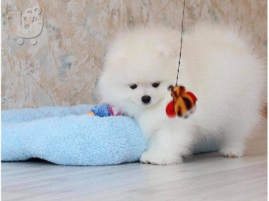 Εκπληκτικό Pomeranian κουτάβι διαθέσιμο τώρα!